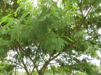 Vereadores aprovam supressão controlada de espécies exóticas invasoras